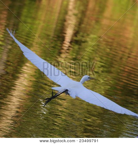 Egret i flugt