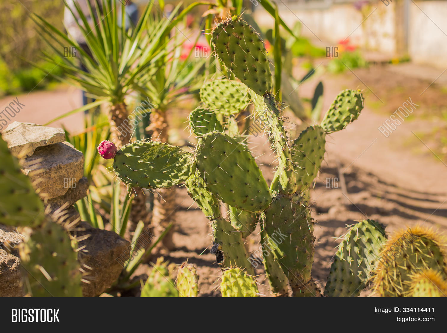 Kind Cacti. Cactus Image & Photo (Free Trial) Bigstock
