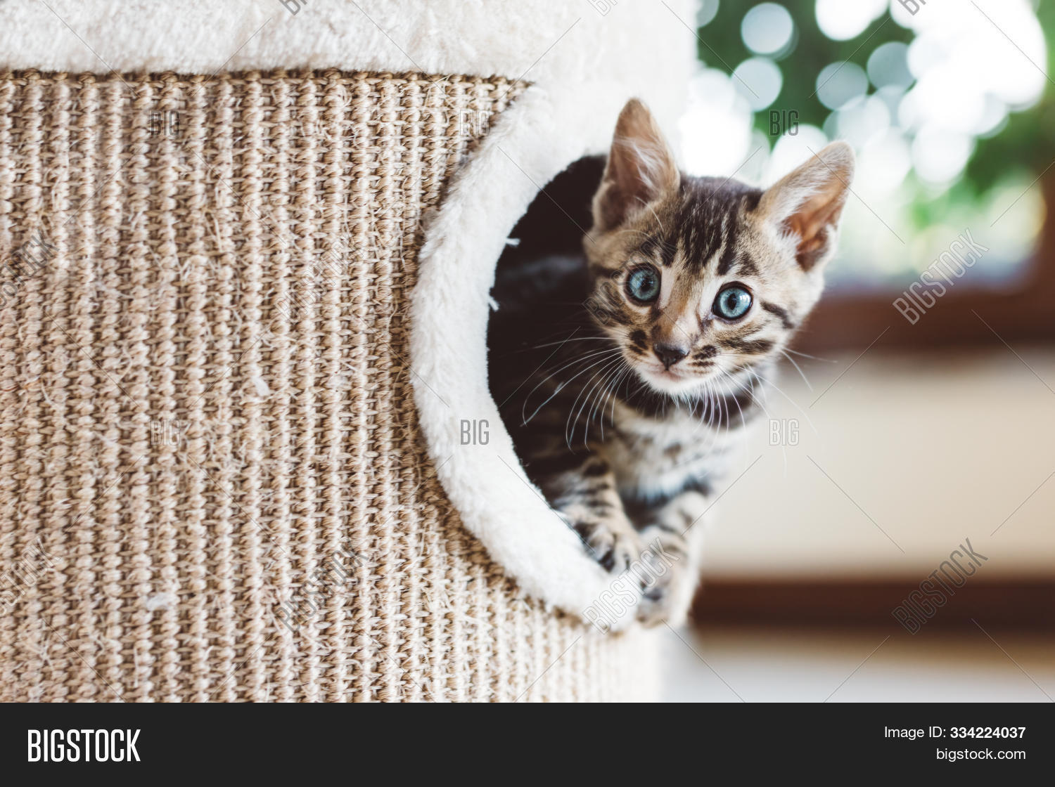 bengal kittens playing