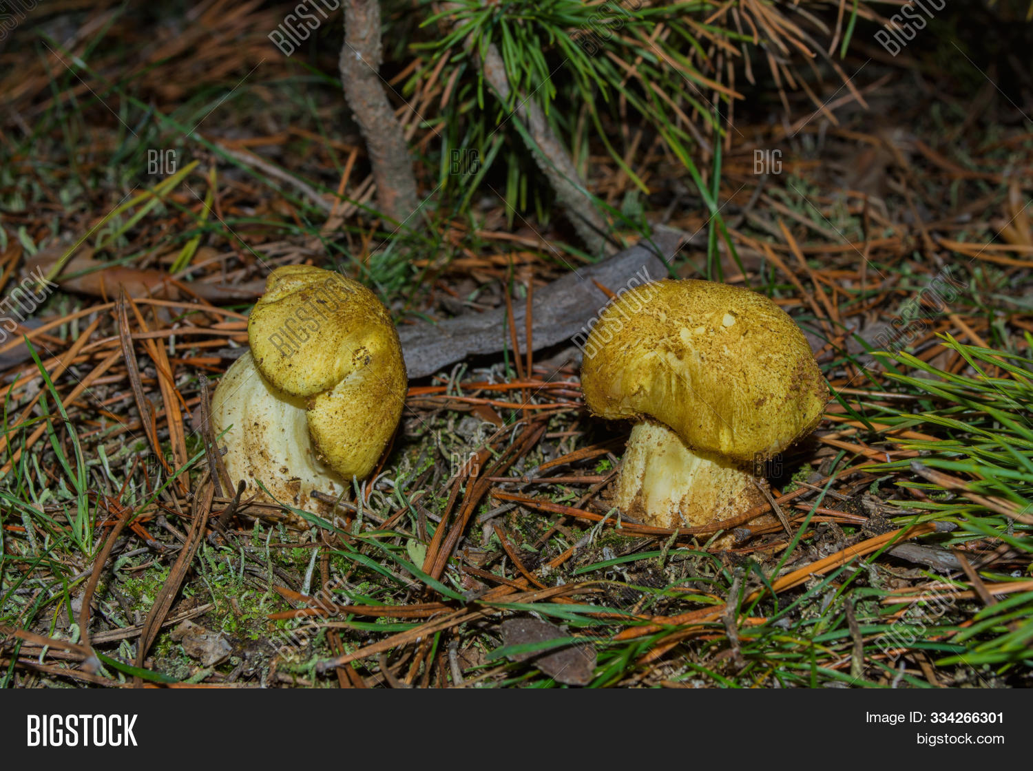 Image Preview