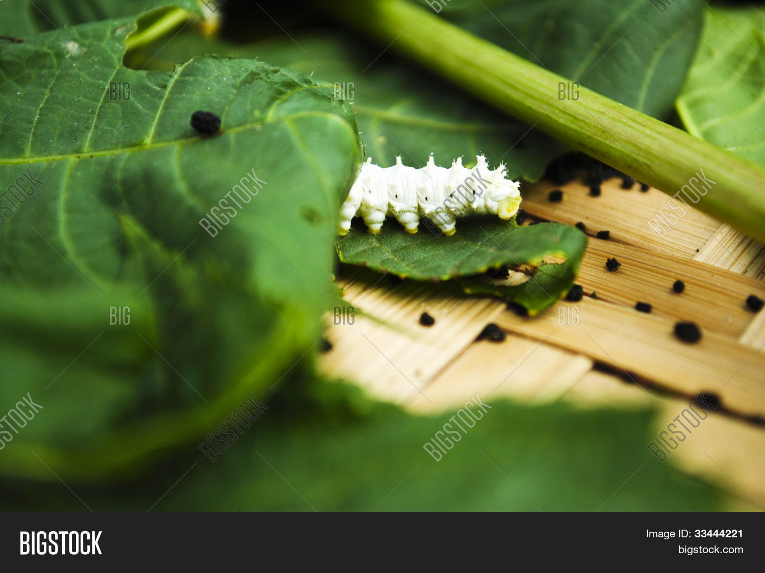 Image Preview