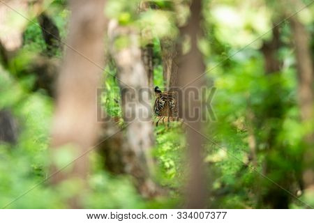 Wild Adult Male Ranthambore Tiger Sneaking From Tree Trunks And Leafs In Monsoon Green Background At