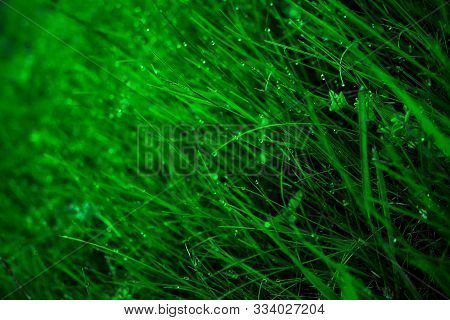Close-up Of Green Grass In The Meadow In The Morning Dew. The Photo Is Taken In May, When The Grass 