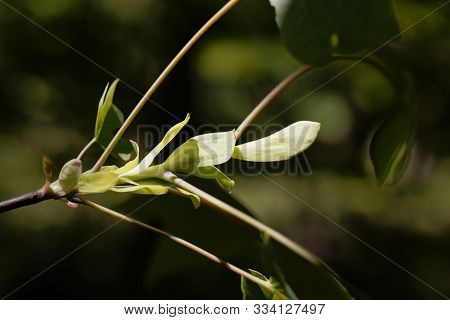Fresh Sprouts Of A Tulip Tree, Liriodendron Tulipifera
