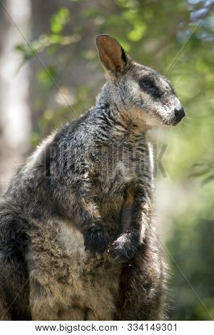 The Brush Tailed Wallaby Is Resting On A Log
