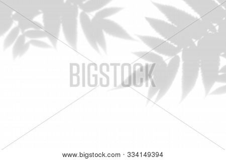 The Shadow Of An Exotic Wild Plant On A White Wall. Field Grass, Fern Leaves. Black And White Summer