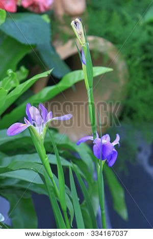 The Acorus Calamus At Pool At Garden Hk