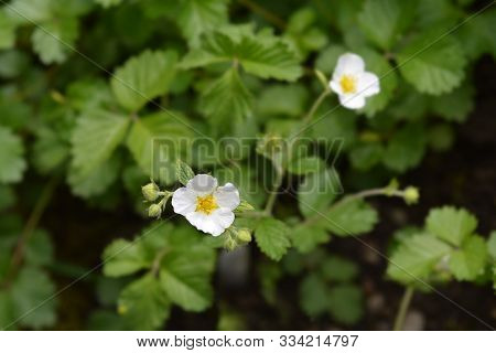 Rock Cinquefoil Flowers - Latin Name - Drymocallis Rupestris (potentilla Rupestris)