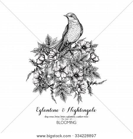 Dog-rose, Briar, Brier, Eglantine, Canker-rose And Nightingale. Template For Wedding Invitation, Gre