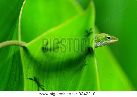 versteckte Anolis