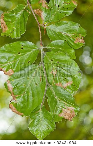 Liści uszkodzonych Buk (Fagus sylvatica)