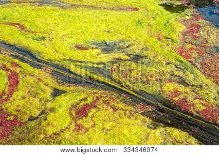 colorful red azolla floating of the river at winter at Wujie , Nantou, Taiwan