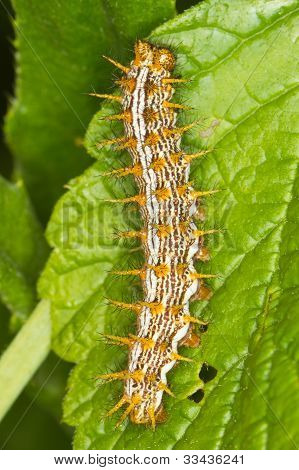 หนอนผีเสื้อ Fritillary ลายบนใบไม้สีเขียว / Brenthis ดาฟเน่