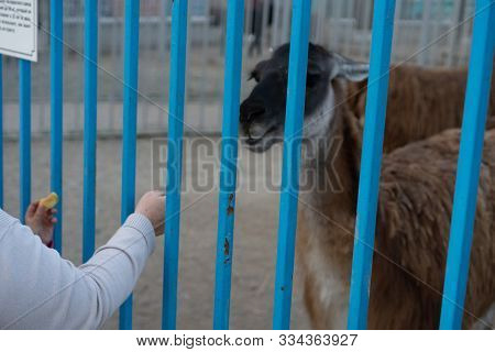 Man Feeds A Llama Through A Cage.man Feeds A Llama Through A Cage