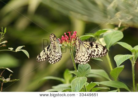 Dos mariposas de cebra