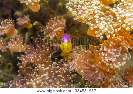 Purple-top Dottyback Fish In Natural Coral Reef Ambiance