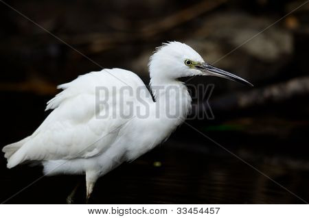 Egretta garzetta