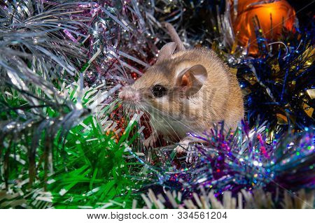 Cute Live Mouse Among The New Year Ornaments Symbolizes 2020 According To The Chinese Zodiac