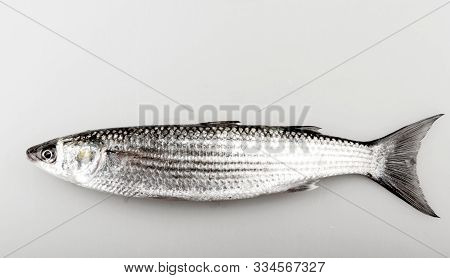 Close-up Of Golden Grey Mullet Isolated On White