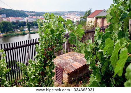 Side View Of The Small Vineyard In Czech Republic