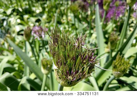Flower Head Of Allium Purple Sensation Allium Aflatunense In Summer Garden.