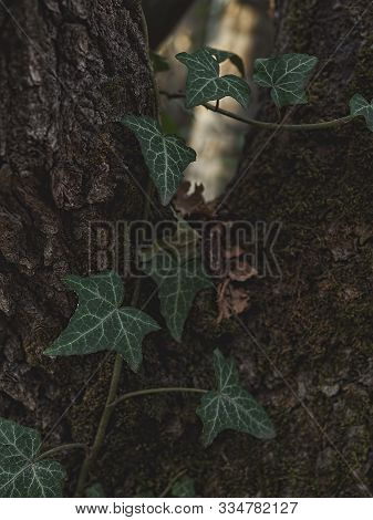 Background From Green Ivy Leaves. The Tree Trunk Is Covered With Evergreen Ivy. Natural Forest Backg