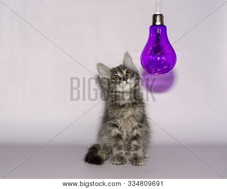 Gray Fluffy Kitten Sitting Under  Transparent Purple Decorative Lamp