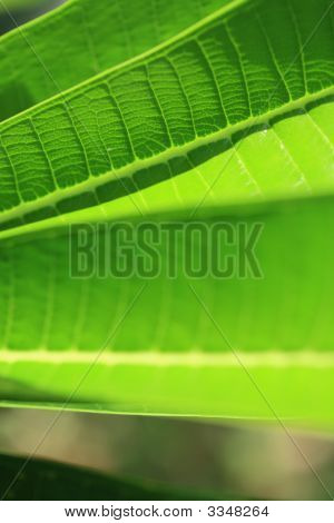 A-planta