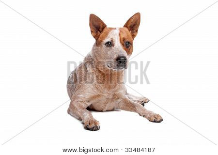 Australian Cattle Dog (capa roja)