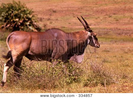 Elandj