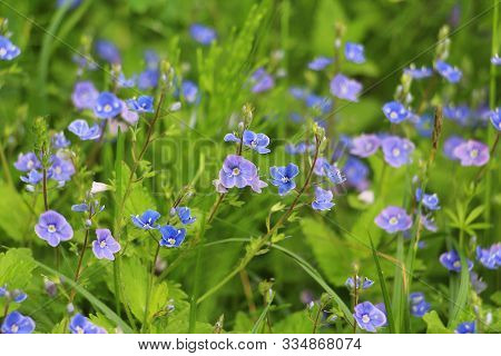 Beautiful Veronica Chamadris - Blue Flowers In Spring.
