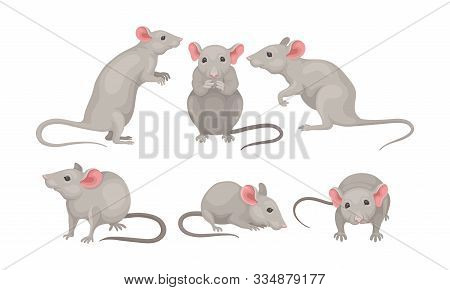 Mouse In Different Poses Vector Set. Small Rodent With Gray Coat And Long Tail