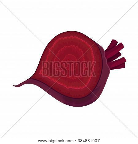 Half Beet-root With Red Pith Vector Illustration