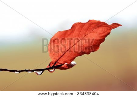 Drops of water and leaf on branch of beech tree close up. Autumn season. Nature background.