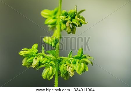 Close Up Male Cannabis Plant Showing Pollen Sacks