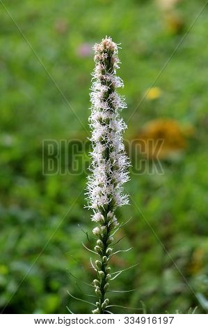 Dense Blazing Star Or Liatris Spicata Or Prairie Gay Feather Herbaceous Perennial Flowering Plant Wi