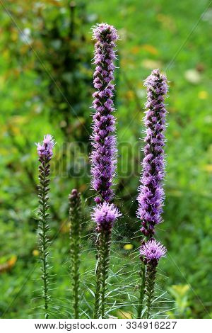Dense Blazing Star Or Liatris Spicata Or Prairie Gay Feather Herbaceous Perennial Flowering Plants W