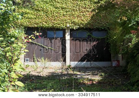 Overgrown Family House Driveway Leading To Two Wooden Dilapidated Garage Doors With Small Cat Doors 