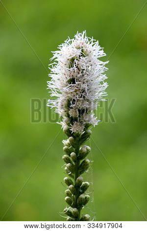 Single Dense Blazing Star Or Liatris Spicata Or Prairie Gay Feather Herbaceous Perennial Flowering P