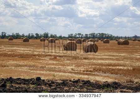 Summer Field With Rolls Of Haystacks, Straw On The Field In The Form Of Rolls