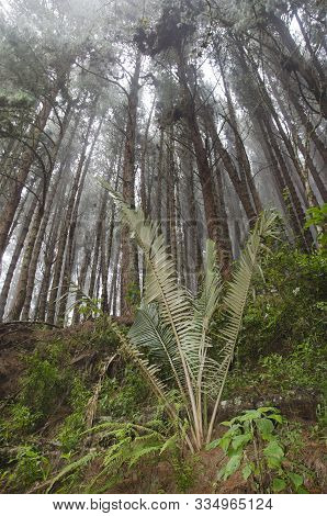 Wax Palm, Ceroxylon Quindiuense, An Endangered Species, Growing In Its Natural Environment, In The C