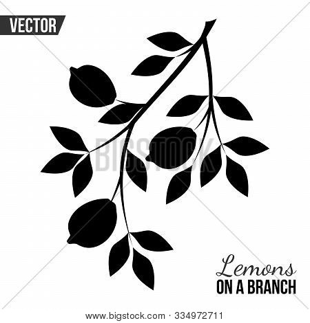Black And White Lemon Branch In Vector