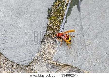 The Eastern Hornet ( Vespa Orientalis ), Sits On The Sidewalk Tiles And Drinks Water From A Puddle.