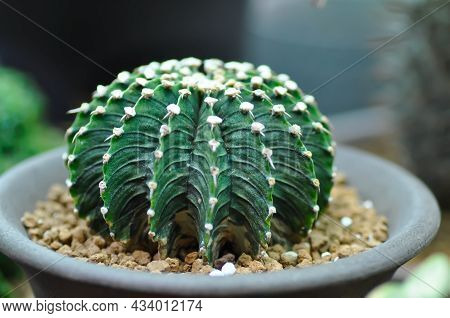 Gymnocalycium , Cactus Plant In The Flower Pot