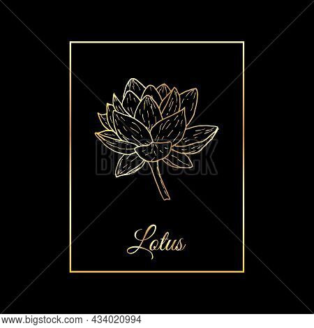 Indian Lotus, Sacred Lotus Nelumbo Nucifera, Water Lily, Golden Flower On Black Background. Hand Dra