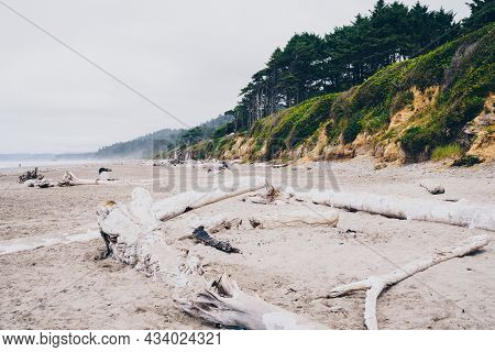 Driftwood In Kalaloch Beach In Washington Coastline Of The Pacific Ocean, In Olympic National Park