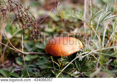 Defocus Close-up Mushroom, Suillus Luteus, Among Dry Grass And Leaves. Suillus Luteos Mushroom Growi