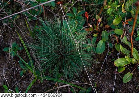 Defocus Orynephorus Canescens Plant Perennial Grass Grows Predominantly In The Outskirts Of Forest R