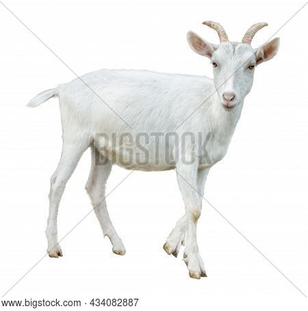 White Little Goat Isolated. Goat On White Background.