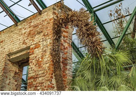 Chamaerops Humilis. Monotypic Genus Of Fan Palms
